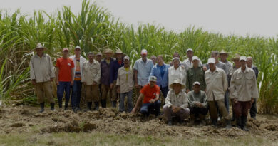 Cuba: Cultivo de la caña, es más que azúcar