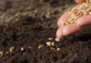 FAO anuncia decisión de apoyar a Cuba en la producción de semillas