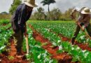 Cuba celebra Día del Campesino y primera Ley de Reforma Agraria