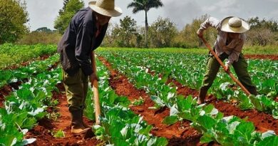 Cuba celebra Día del Campesino y primera Ley de Reforma Agraria