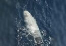 Irán captura un submarino no tripulado de EEUU en el estrecho de Ormuz