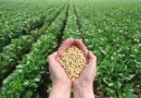 Guantánamo incrementará siembras de arroz y soya durante la campaña de frío